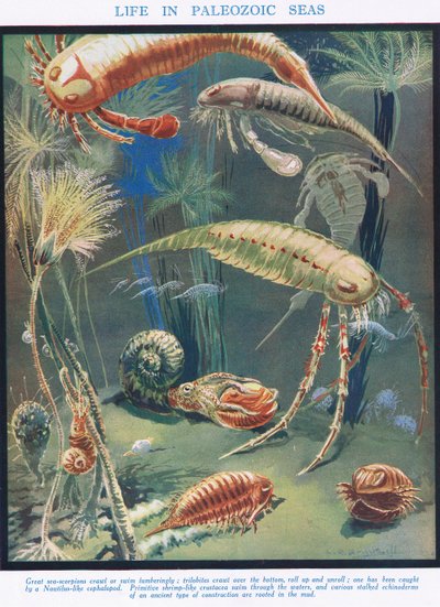 Life in Paleozoic Seas, Illustration from 